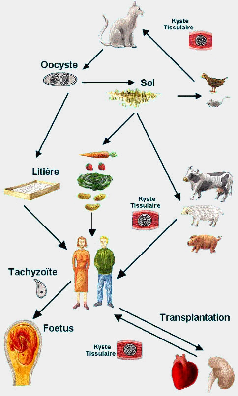 arton93jpg arton93jpg